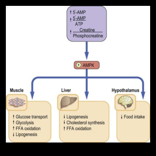 Bioķīmiskais līdzsvars: orientēšanās uz uztura veselības ceļiem