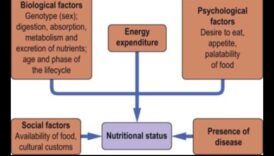 Bioķīmiskais līdzsvars: orientēšanās uz uztura veselības ceļiem