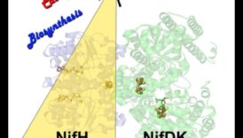 Uzturvielu katalizatori: uztura bioķīmijas spēkstacijas