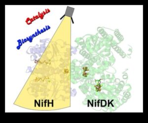 Uzturvielu katalizatori: uztura bioķīmijas spēkstacijas