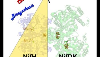 Uzturvielu katalizatori: uztura bioķīmijas spēkstacijas