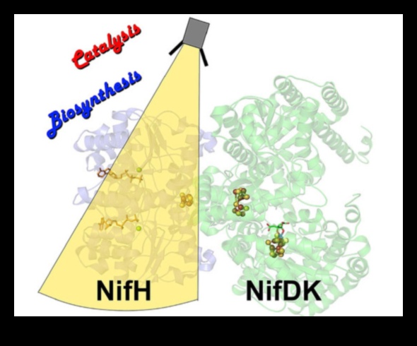 Uzturvielu katalizatori: uztura bioķīmijas spēkstacijas